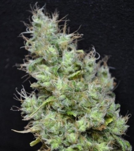 CBD Skunk Haze (CBD Crew)