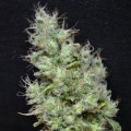 CBD Skunk Haze (CBD Crew)