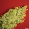 Jack La Mota (Medical Seeds)