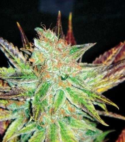 Prozack (Medical Seeds)