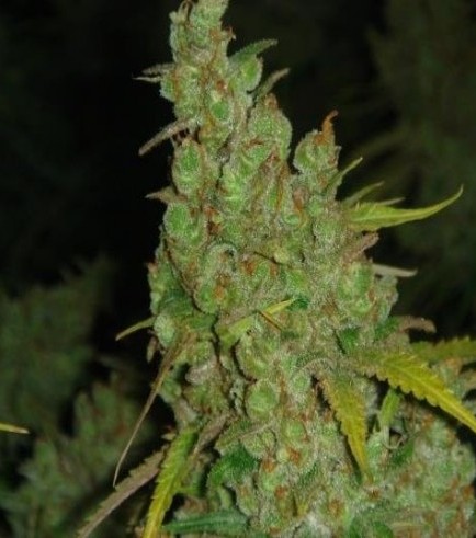 1024 (Medical Seeds)