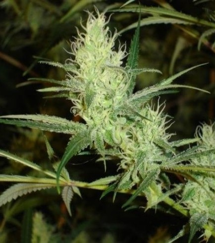 1024 (Medical Seeds)