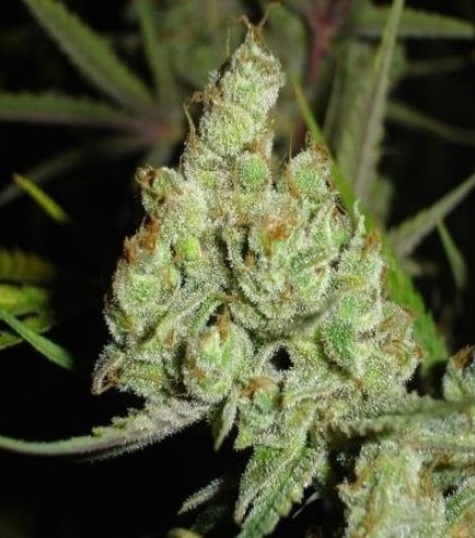 1024 (Medical Seeds)