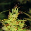 2046 (Medical Seeds)