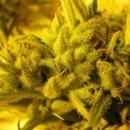 2046 (Medical Seeds)