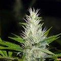 Malakoff (Medical Seeds)