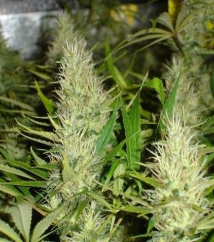 Malakoff (Medical Seeds)