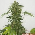 Auto Silver Haze (GreenLabel Seeds)