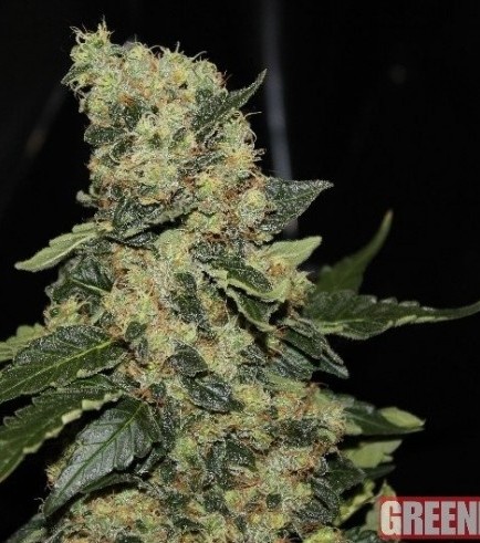 Berry Delight (GreenLabel Seeds)