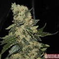 Berry Delight (GreenLabel Seeds)
