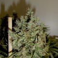 Big Jack (GreenLabel Seeds)