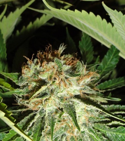 Everest Bud (GreenLabel Seeds)