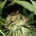 Everest Bud (GreenLabel Seeds)