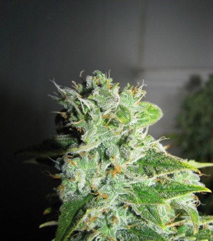 Frosty Kush (GreenLabel Seeds)