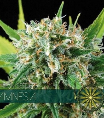 Amnesia (Vision Seeds)