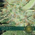 Big Bud (Vision Seeds)