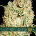 Northern Lights (Vision Seeds)