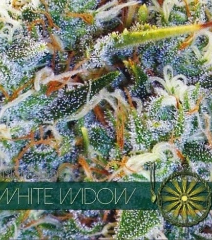 White Widow (Vision Seeds)