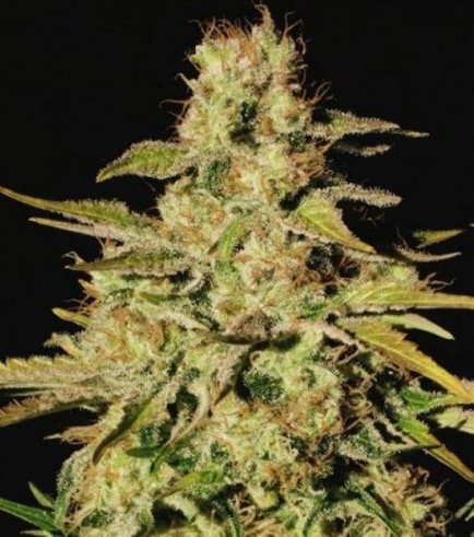 Jacky White (Paradise Seeds)