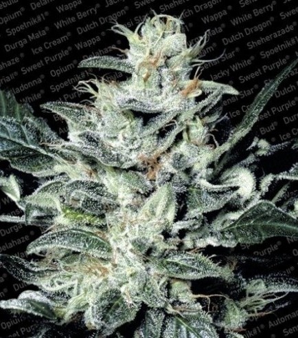 Sensi Star (Paradise Seeds)