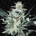 Sensi Star (Paradise Seeds)