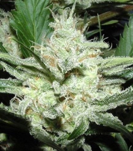 Sensi Star (Paradise Seeds)