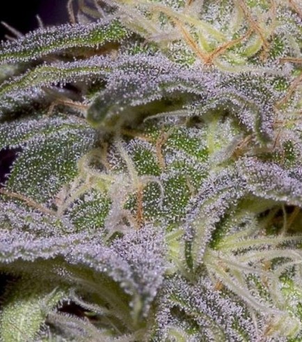 Sensi Star (Paradise Seeds)