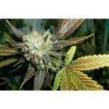 Lucid Bolt (Paradise Seeds)