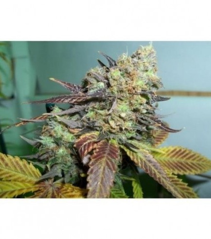 Lucid Bolt (Paradise Seeds)