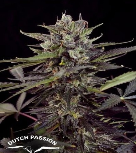 Autoblueberry (Dutch Passion)