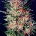 White Widow (Dutch Passion)