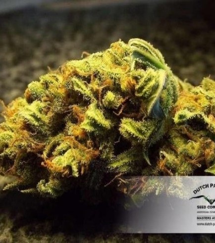 White Widow (Dutch Passion)