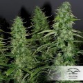 White Widow (Dutch Passion)