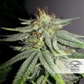 Durban Poison (Dutch Passion)