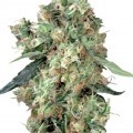 Dutch Haze (Dutch Passion)