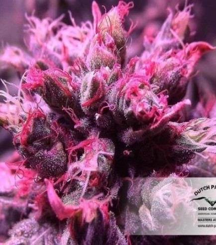 Master Kush (Dutch Passion)