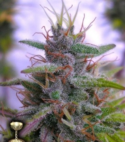 Sharksbreath (DNA Genetics)