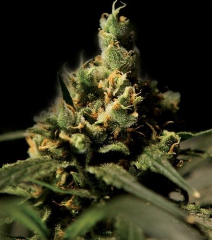 Citral Skunk (Bulldog Seeds)