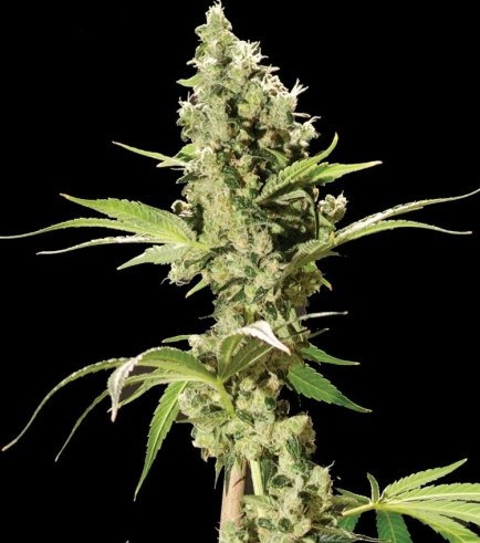 Sour Diesel (Bulldog Seeds)