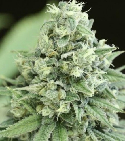 Casey Jones (Devil's Harvest Seeds)