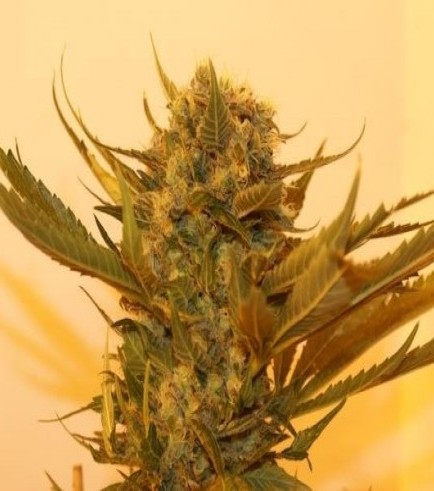 Sour P (Resin Seeds)