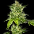 Autoflower Haze (Bulldog Seeds)