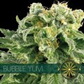 Bubble Yum (Vision Seeds)