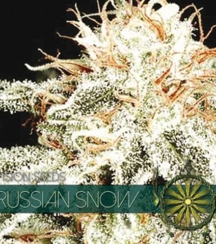 Russian Snow (Vision Seeds)