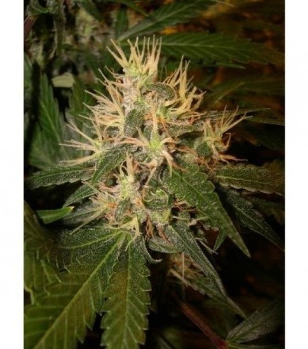 Martian Mean Green (DNA Genetics)