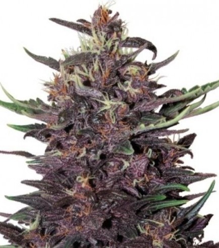 Buddha Purple Kush (Buddha Seeds)