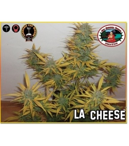 L.A. Cheese (Big Buddha Seeds)