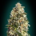 Heavy Bud (Advanced Seeds)