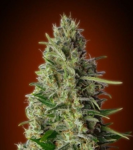 Kali 47 (Advanced Seeds)