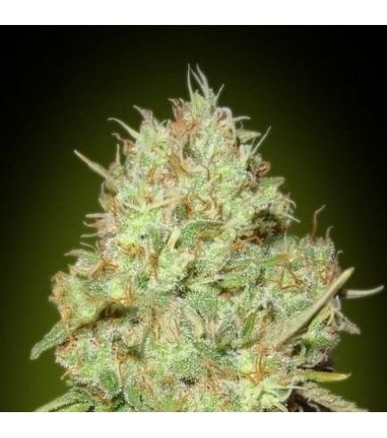 Shark Widow (Advanced Seeds)